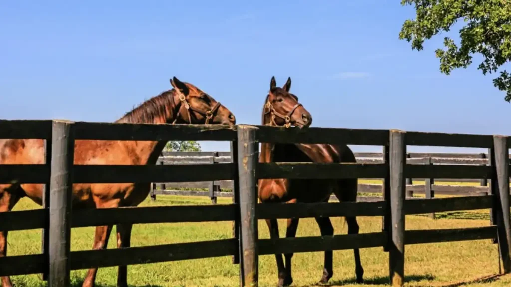 factors affecting horse fence height