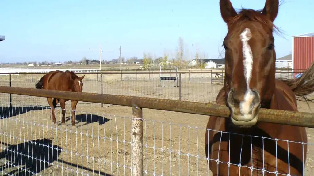 pipe horse fence