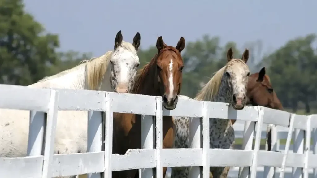 what is horse fence