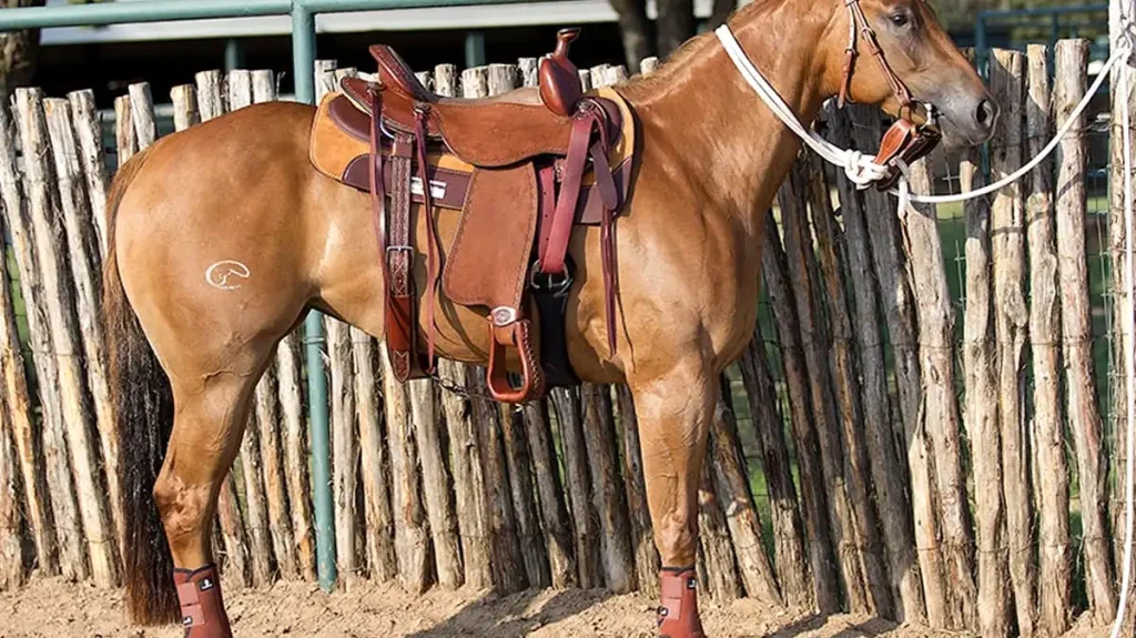 how to stop a horse from fence walking