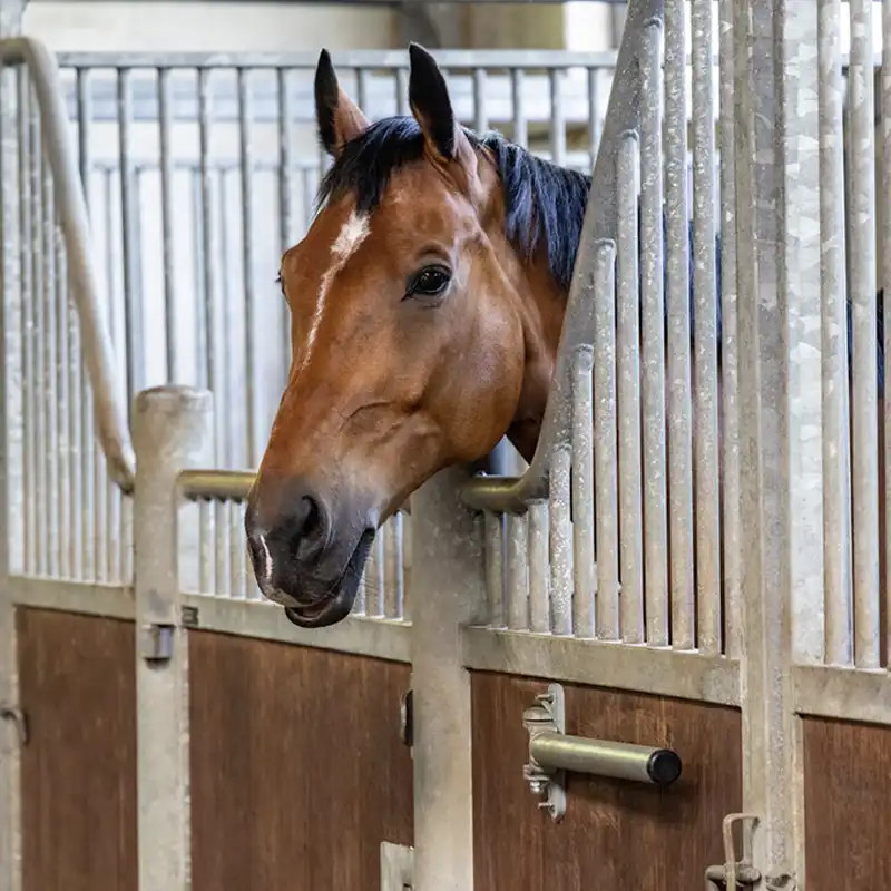 how to stop a horse from pacing the fence