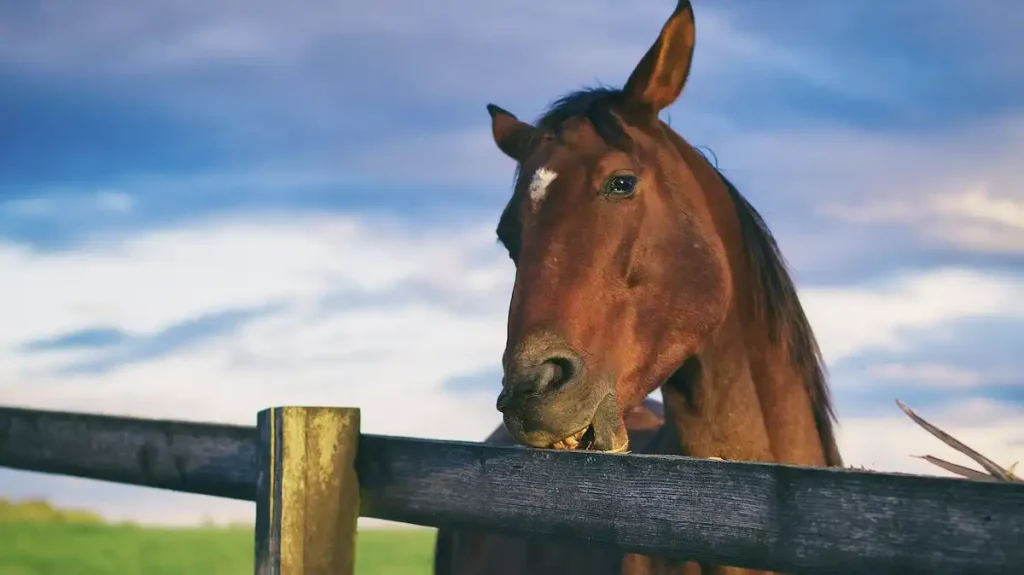 how to stop horses chewing fence rails