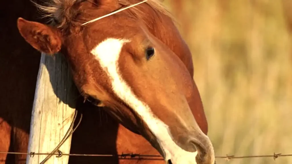 how to stop horses rubbing on fences