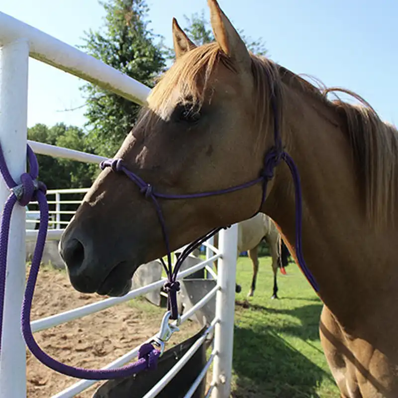how to tie a horse to a fence