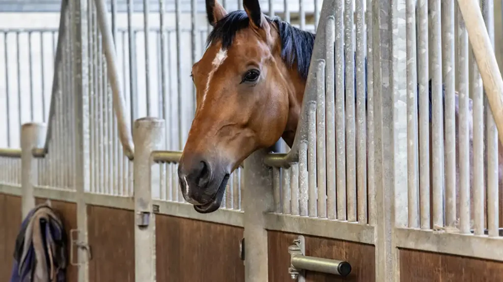 stop a horse from pacing the fence