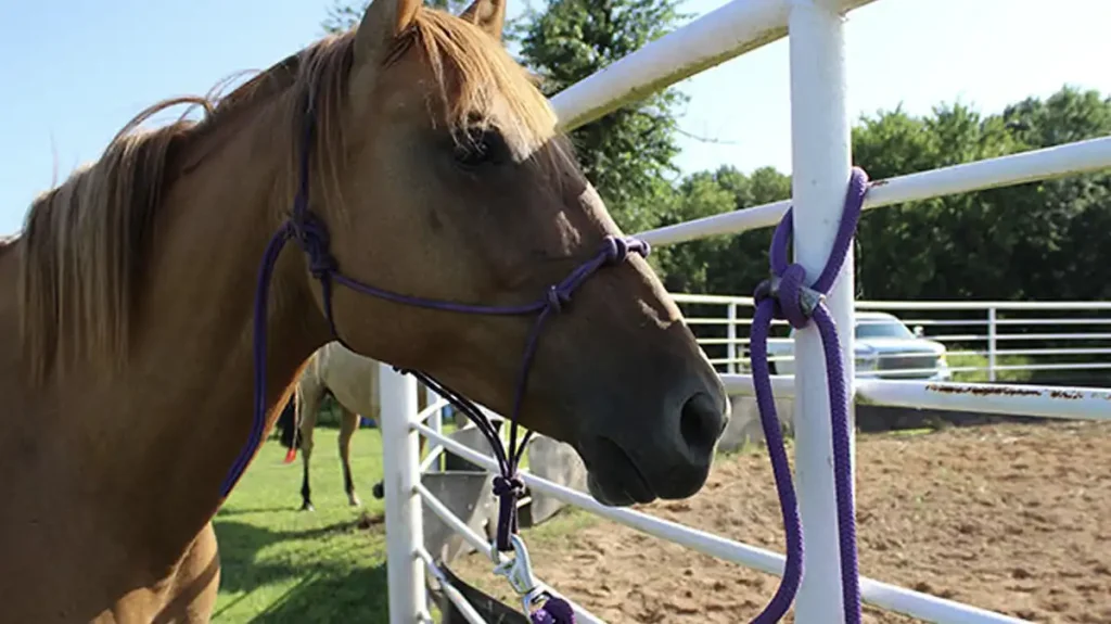 tie a horse to a fence