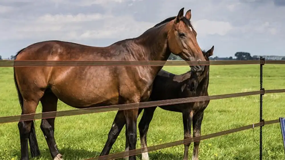what is the best fencing for horses