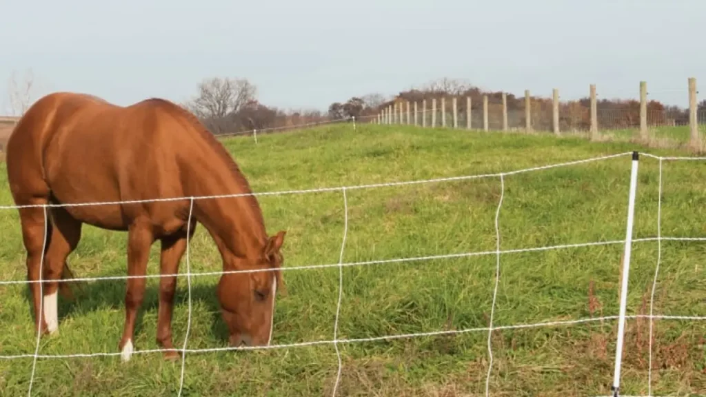 temporary horse fencing ideas